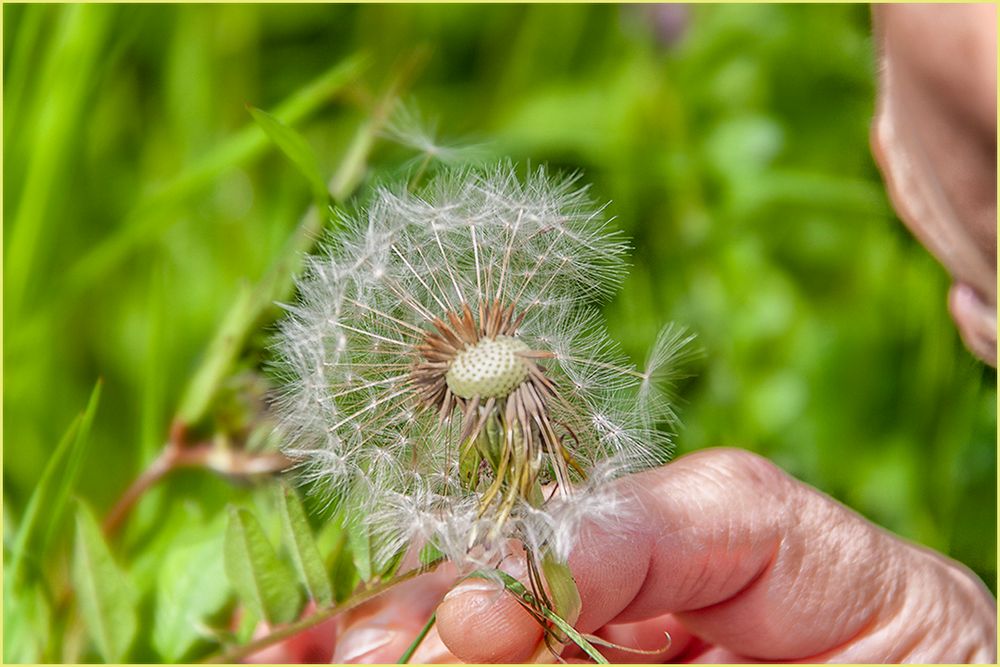 Pusteblume