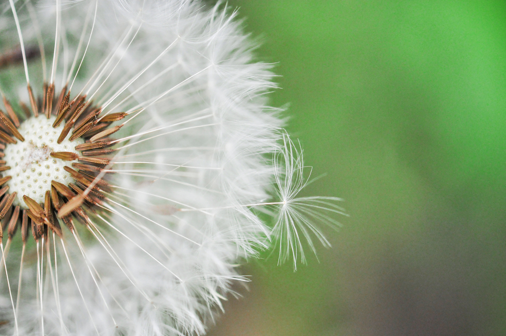 ***Pusteblume***