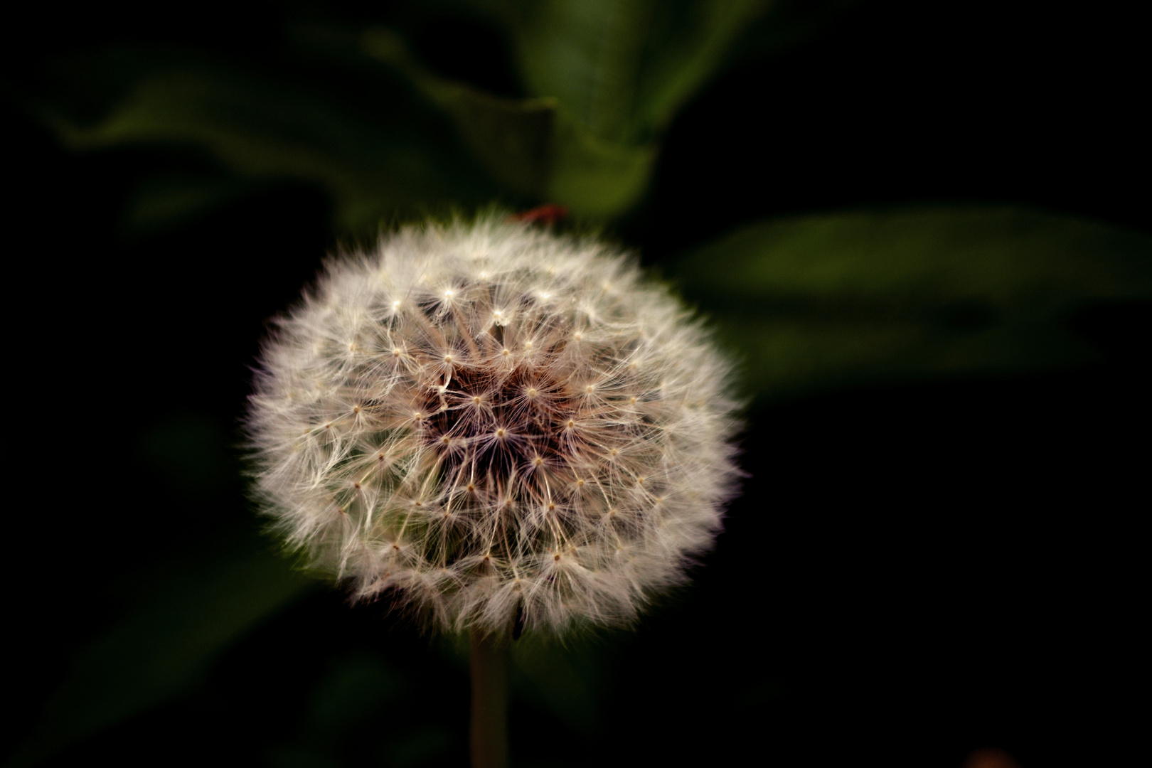 Pusteblume