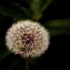 Pusteblume