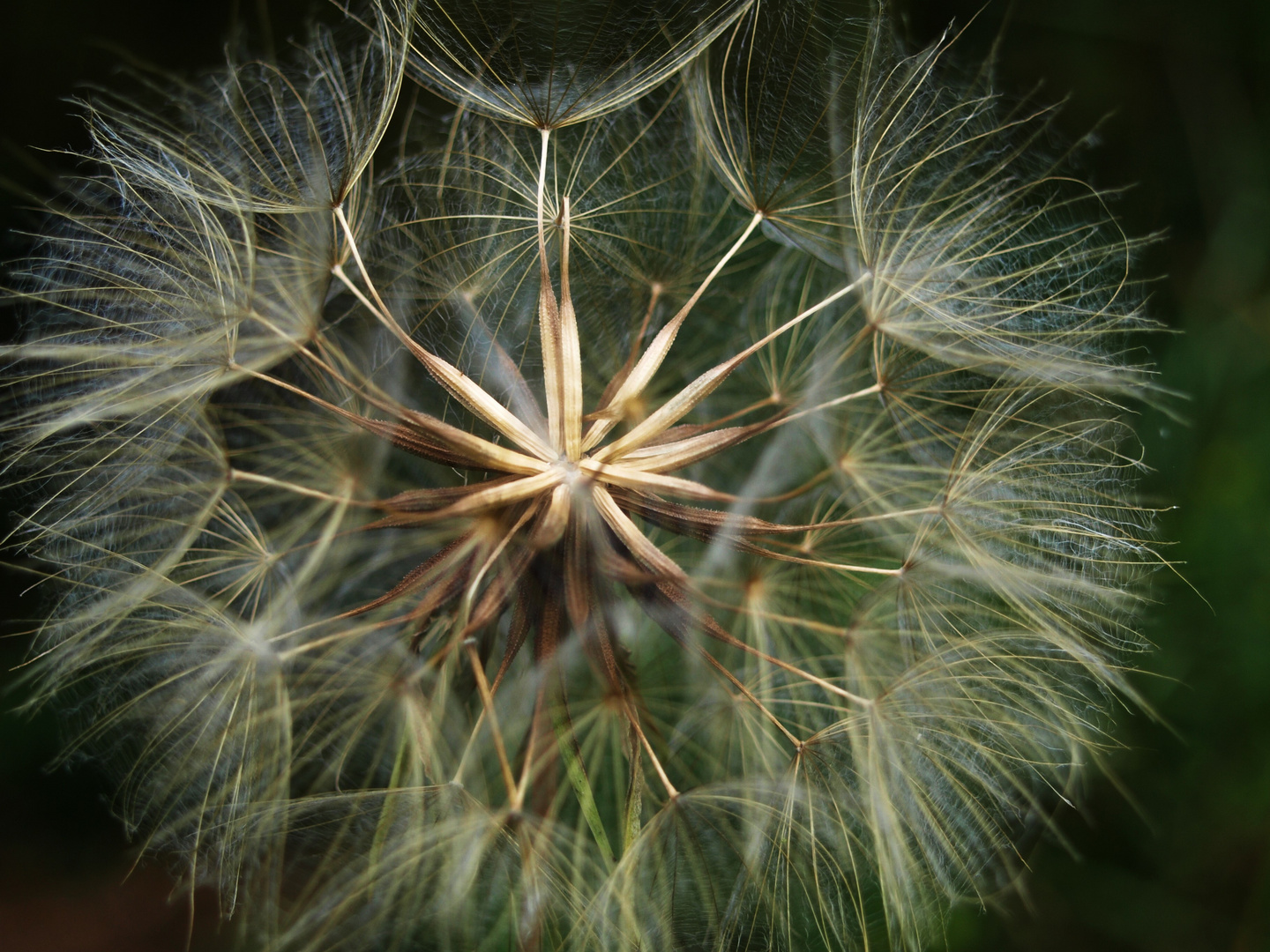 Pusteblume.