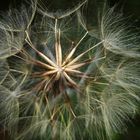 Pusteblume.