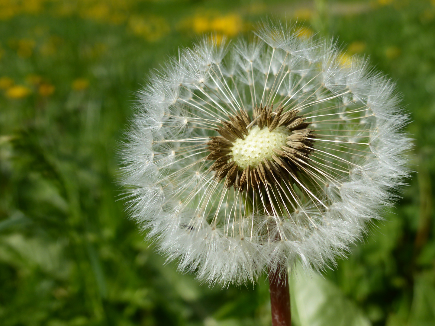 PUSTEBLUME