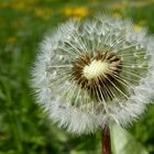 PUSTEBLUME