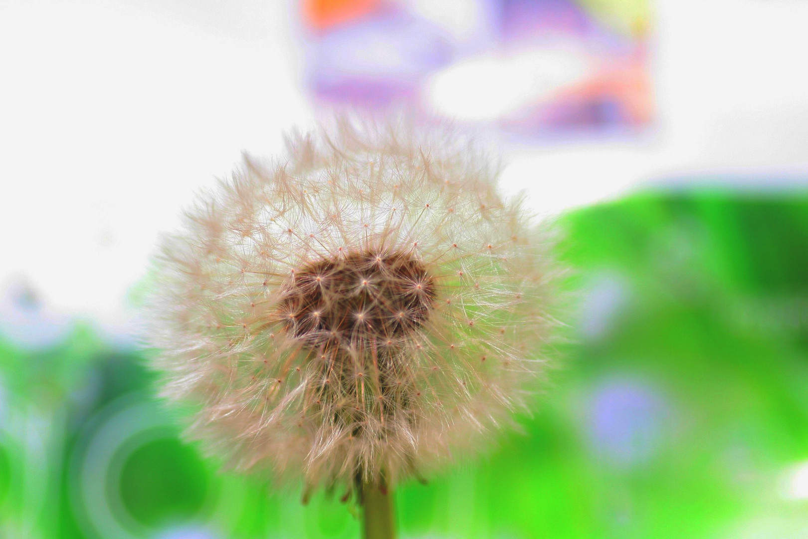 Pusteblume