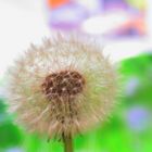 Pusteblume