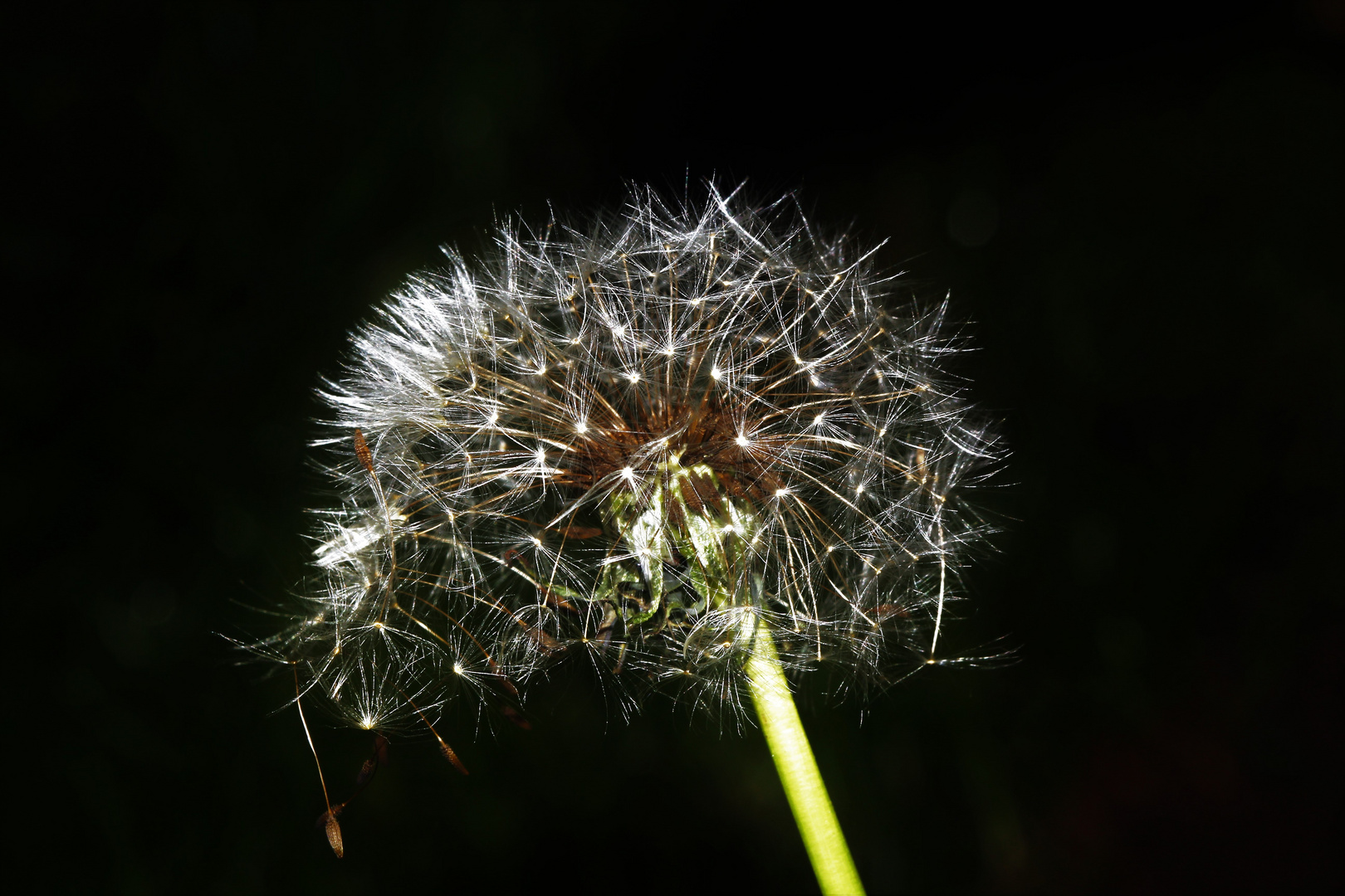 Pusteblume