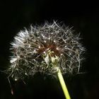 Pusteblume