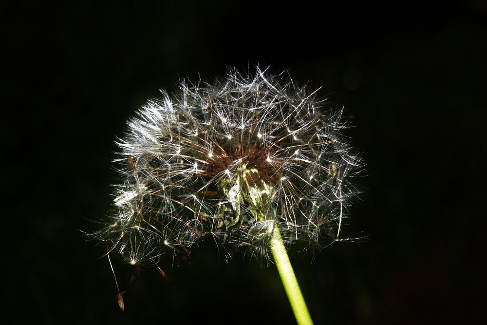 Pusteblume