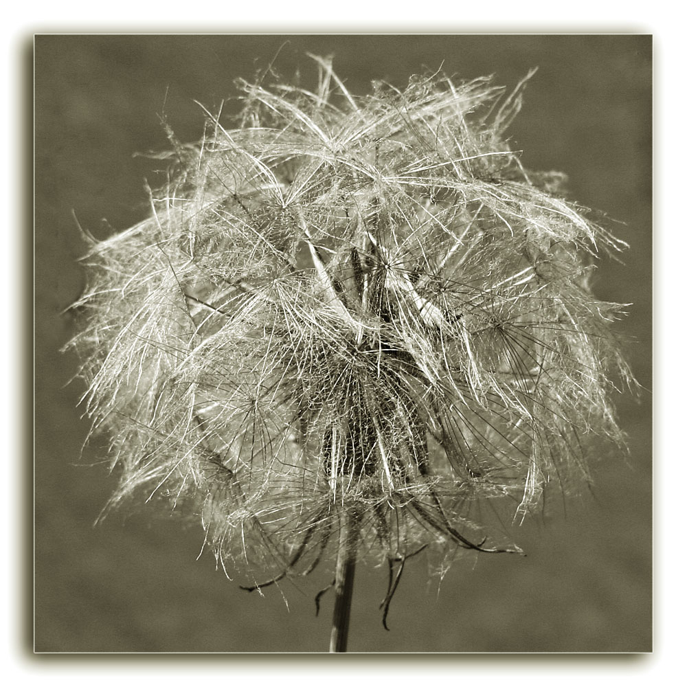 Pusteblume