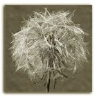 Pusteblume