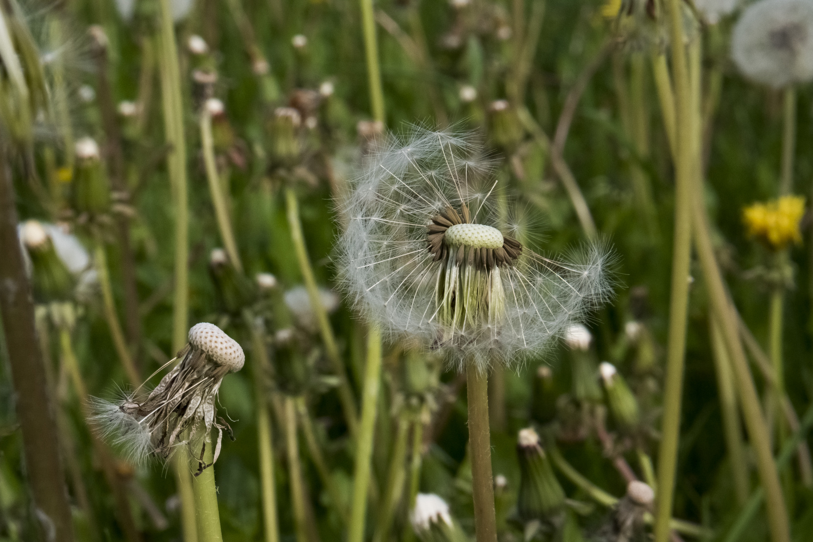 Pusteblume