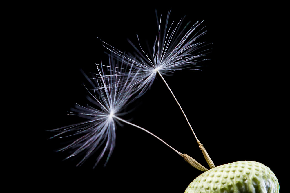 Pusteblume