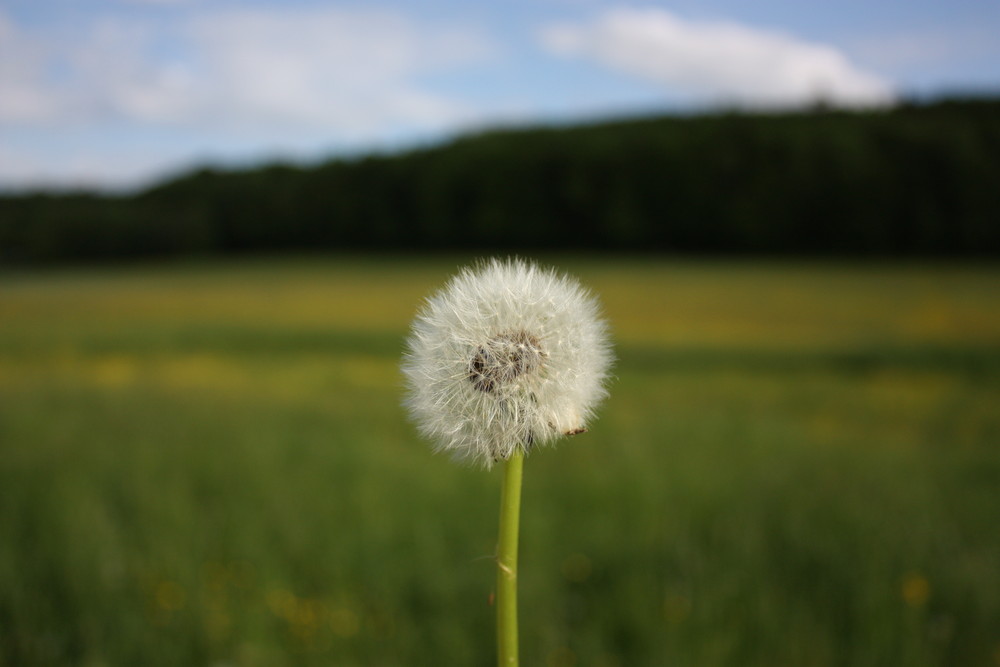 Pusteblume