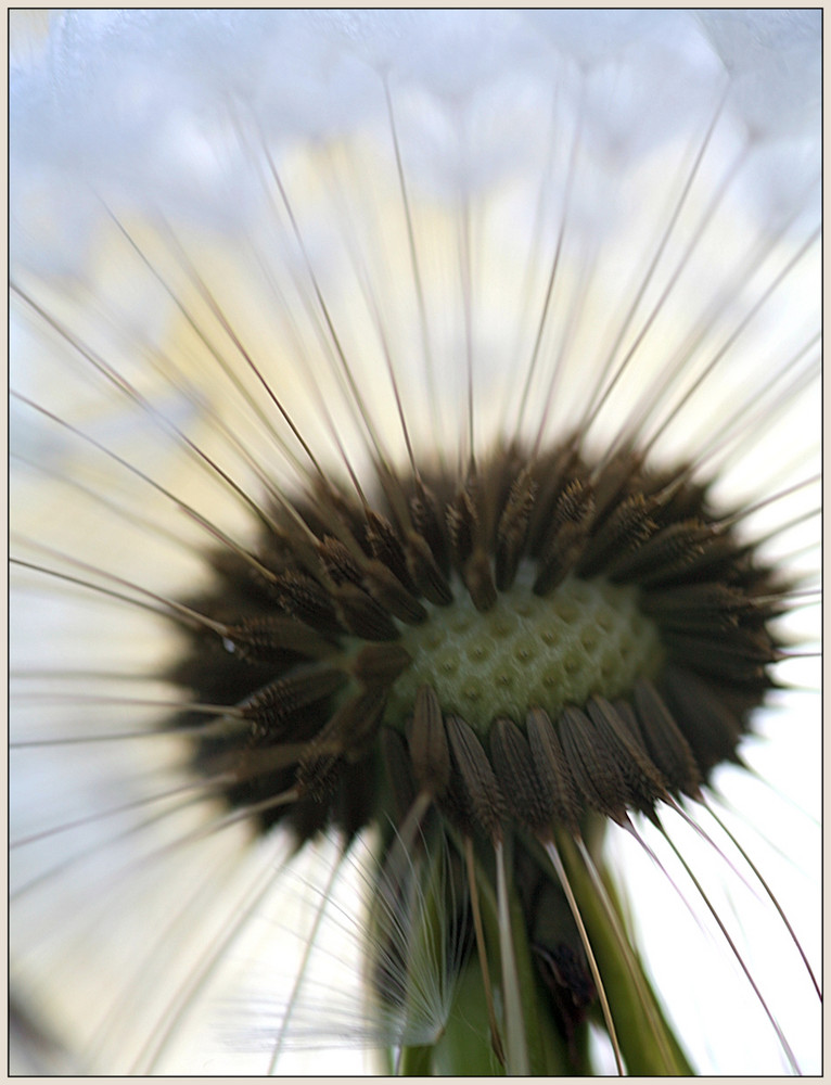 Pusteblume ...