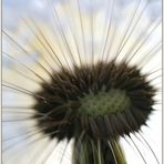 Pusteblume ...