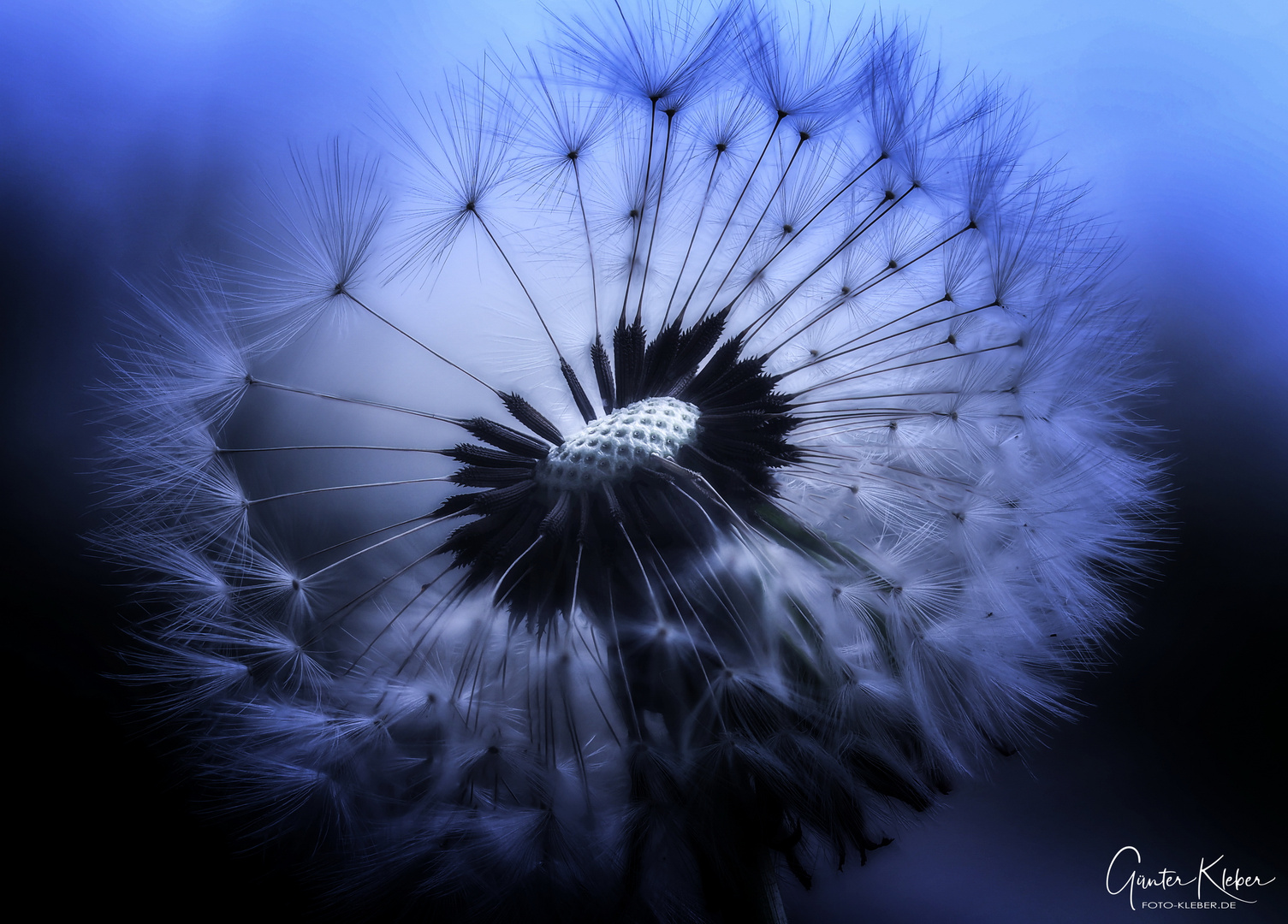 Pusteblume