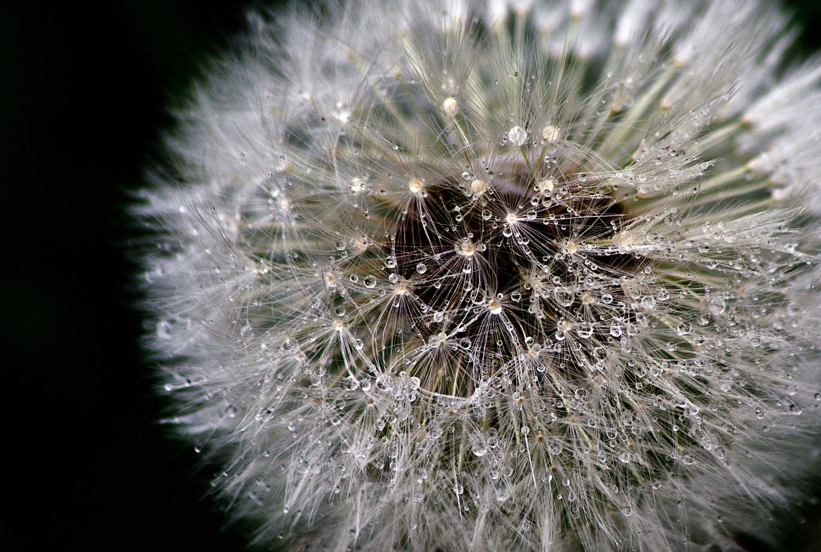 Pusteblume...