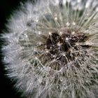 Pusteblume...