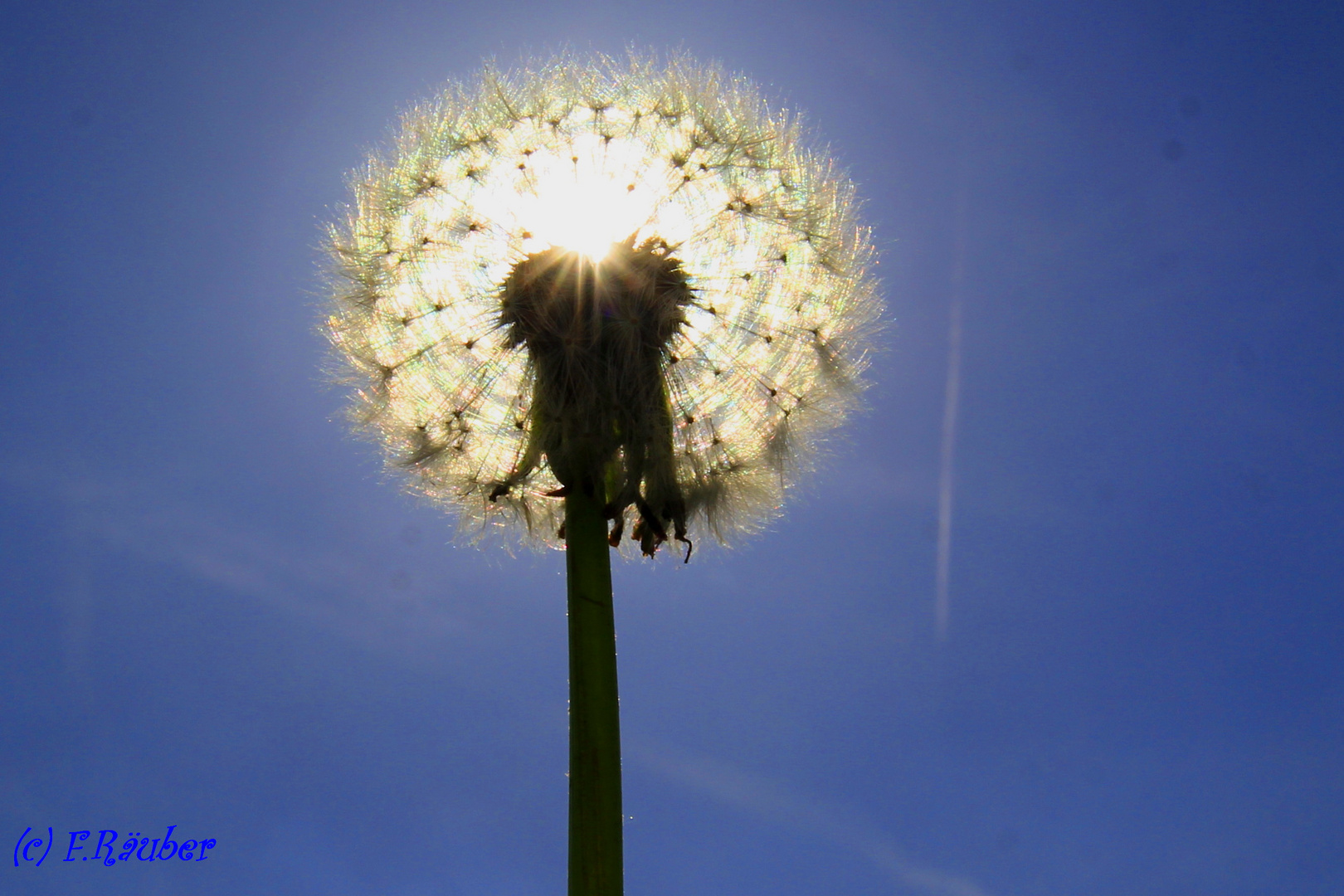 Pusteblume.