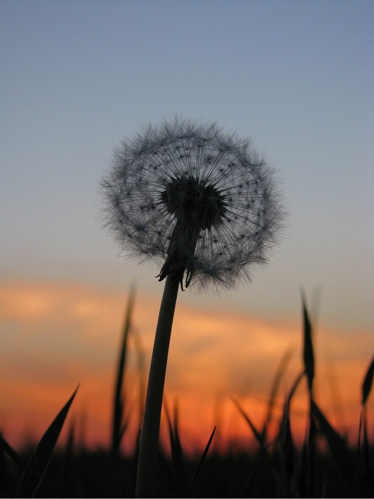 Pusteblume