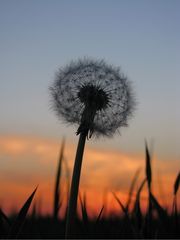 Pusteblume