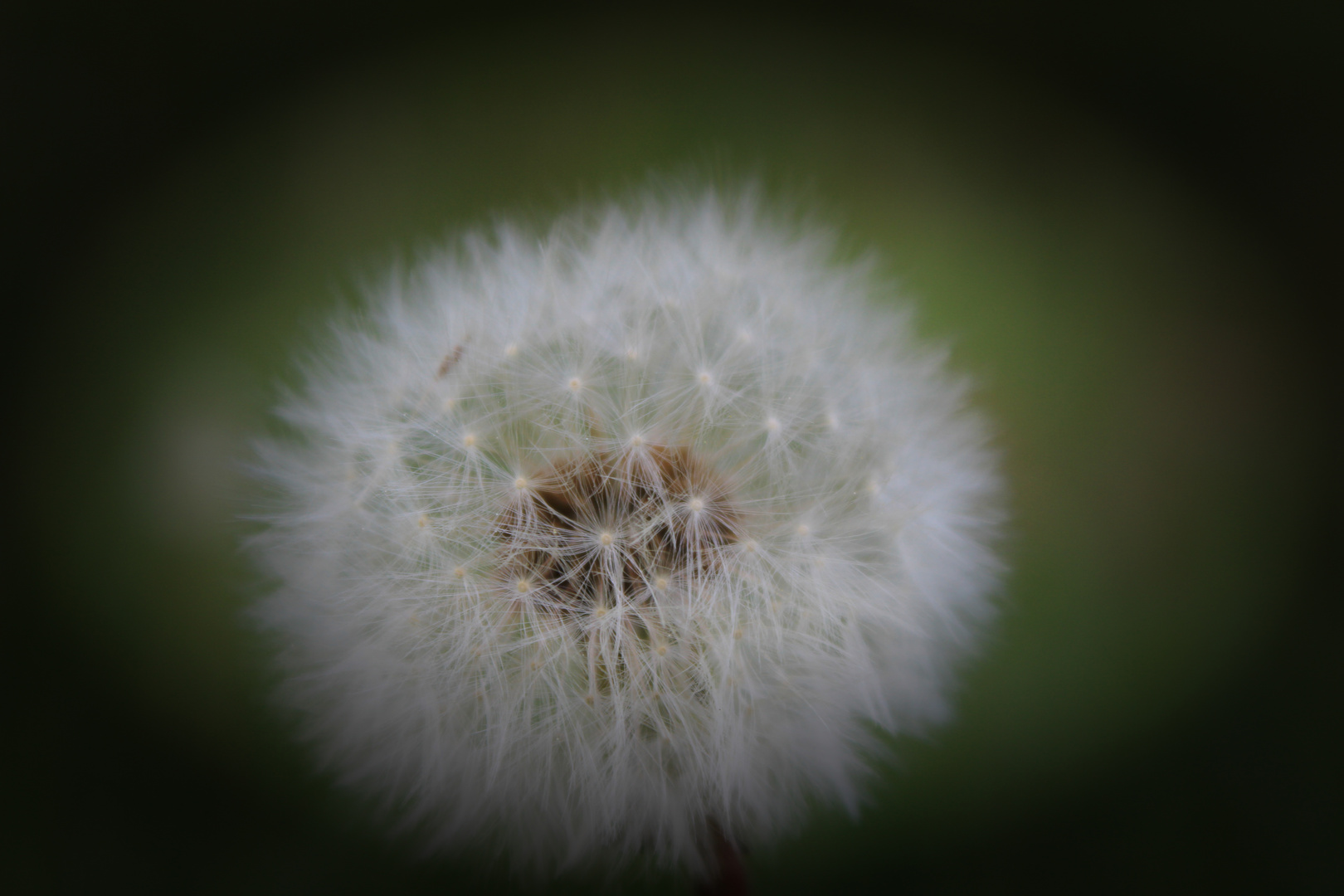 Pusteblume