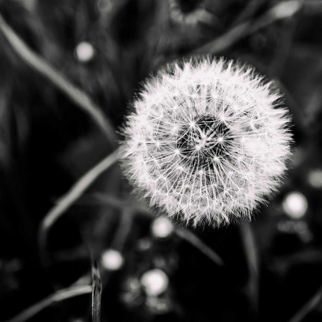 Pusteblume