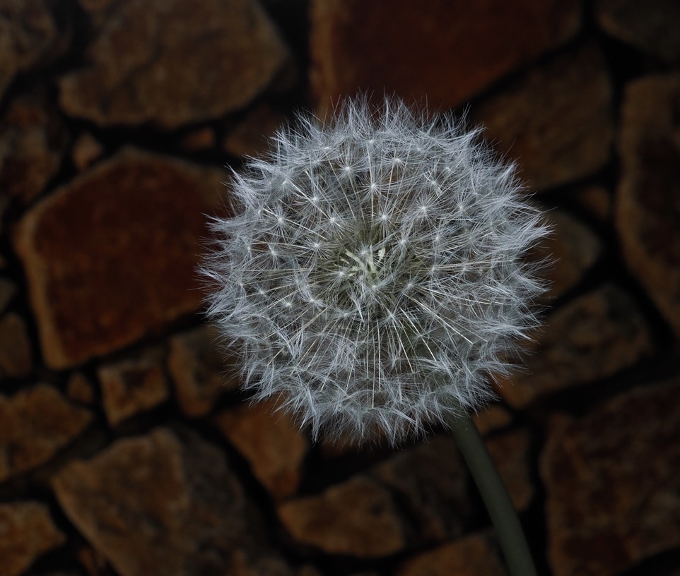 Pusteblume