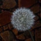 Pusteblume