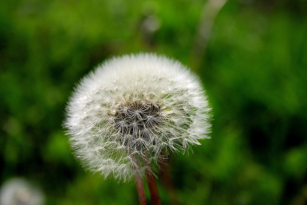 Pusteblume