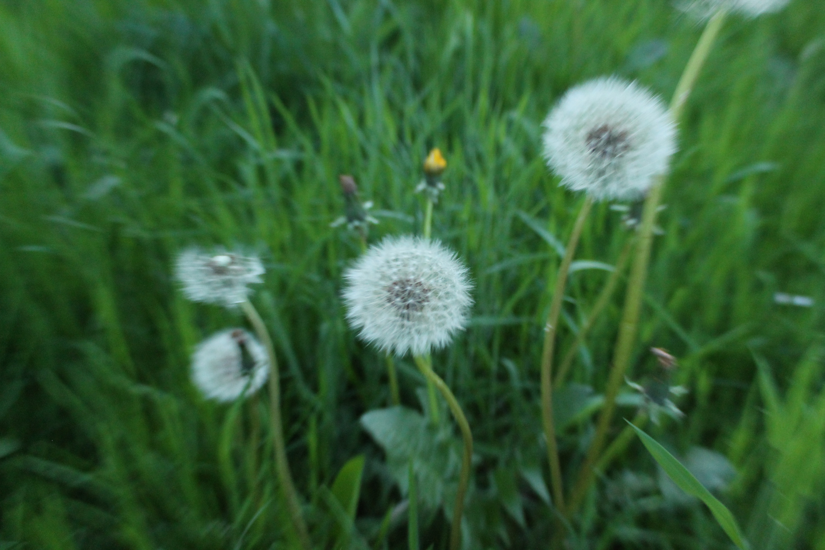 Pusteblume