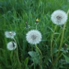 Pusteblume