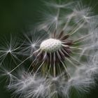 Pusteblume