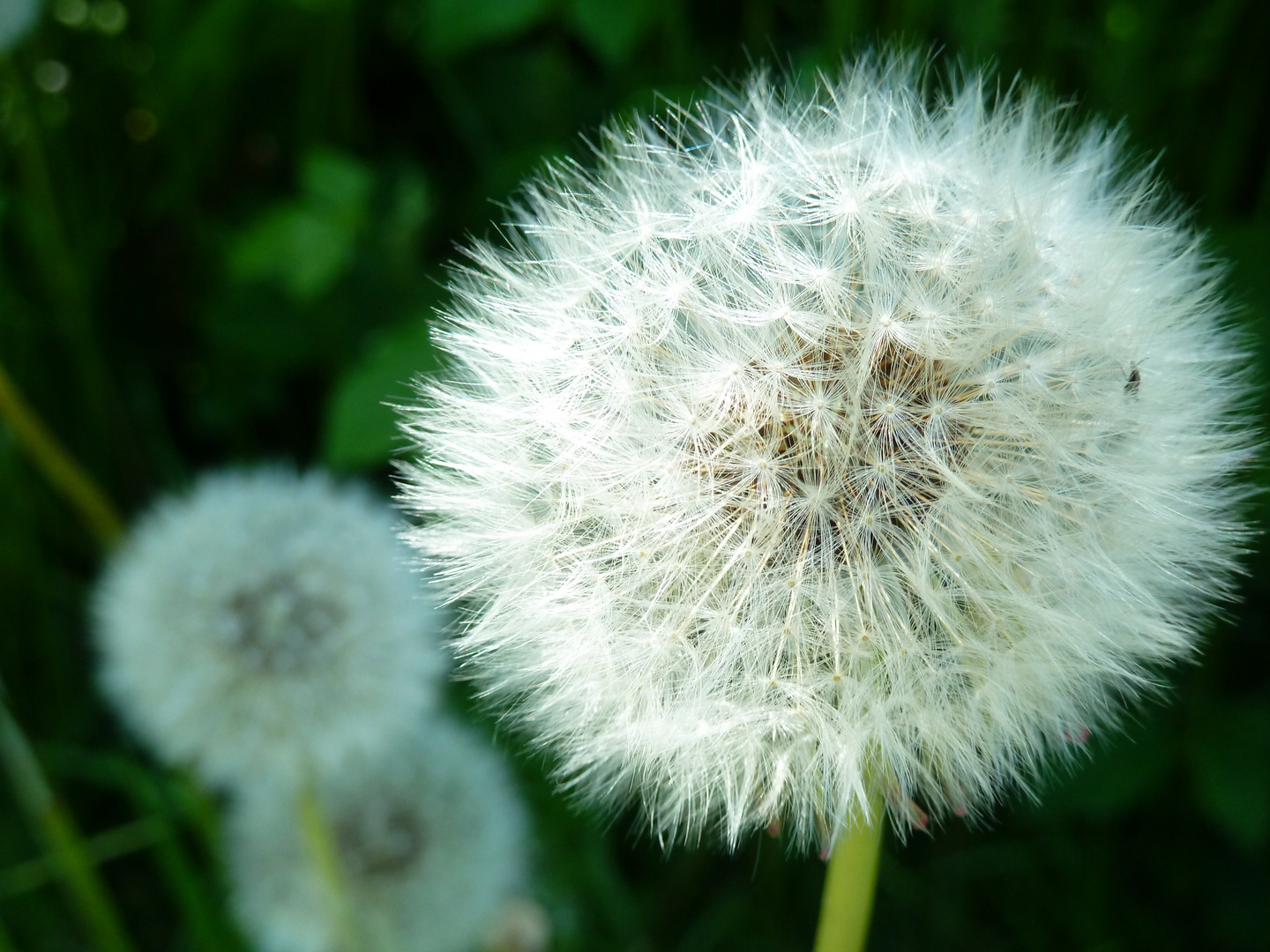 Pusteblume