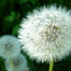 Pusteblume