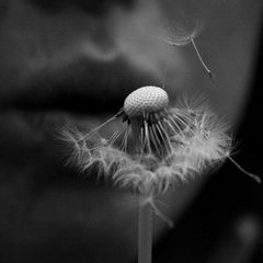 Pusteblume