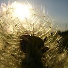 Pusteblume