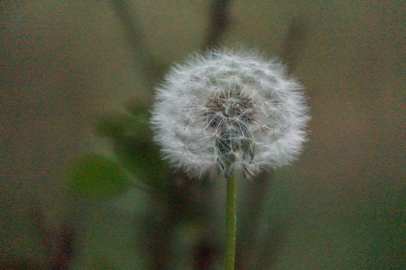 Pusteblume 