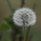 Pusteblume 