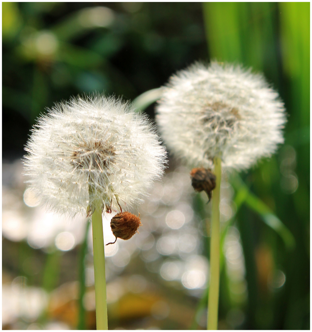 Pusteblume