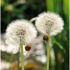 Pusteblume