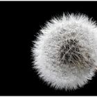 *** Pusteblume *** 