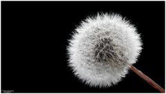 *** Pusteblume *** 