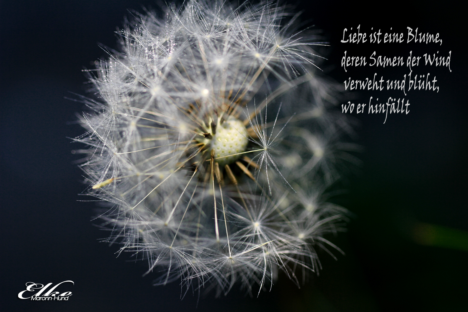 Pusteblume Foto & Bild pflanzen, pilze & flechten, blüten