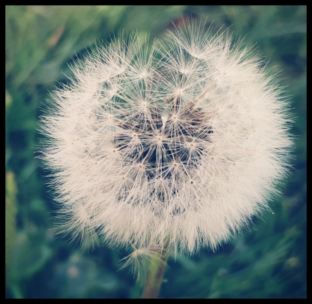 Pusteblume Foto & Bild pflanzen, pilze & flechten, gräser, erste