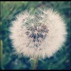 Pusteblume