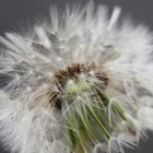 Pusteblume