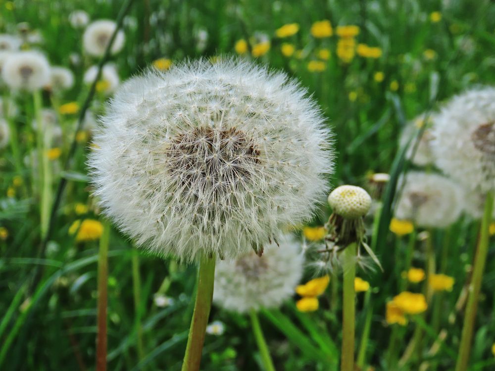 Pusteblume