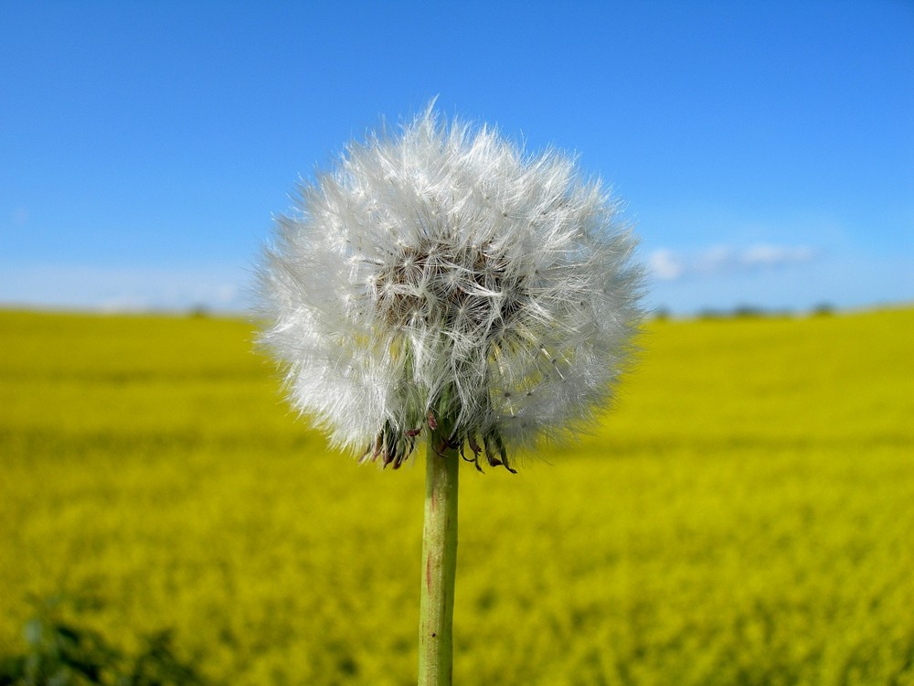 Pusteblume